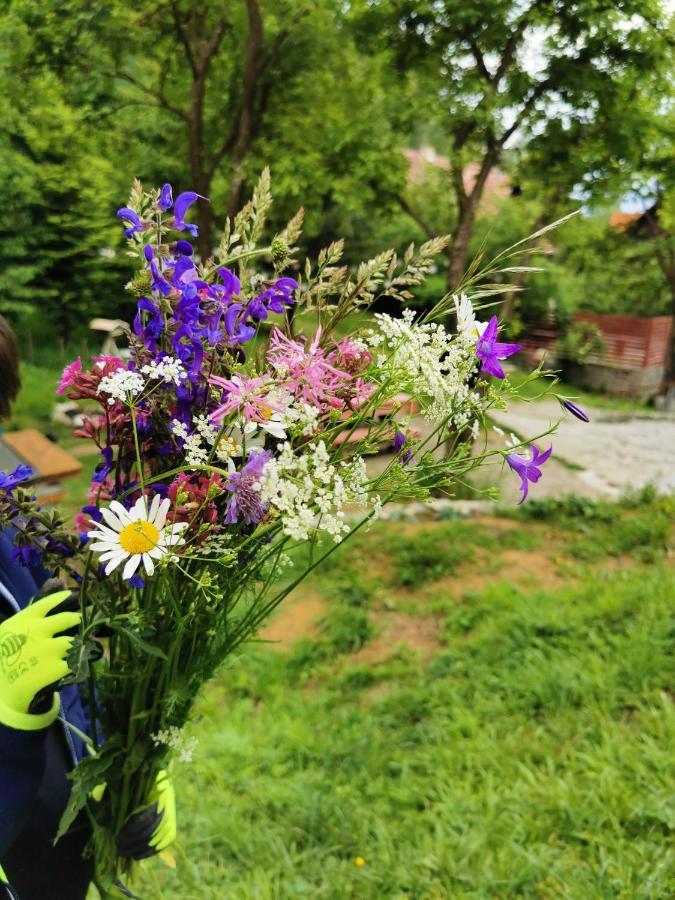 Soho Lodge Rasnov Zewnętrze zdjęcie