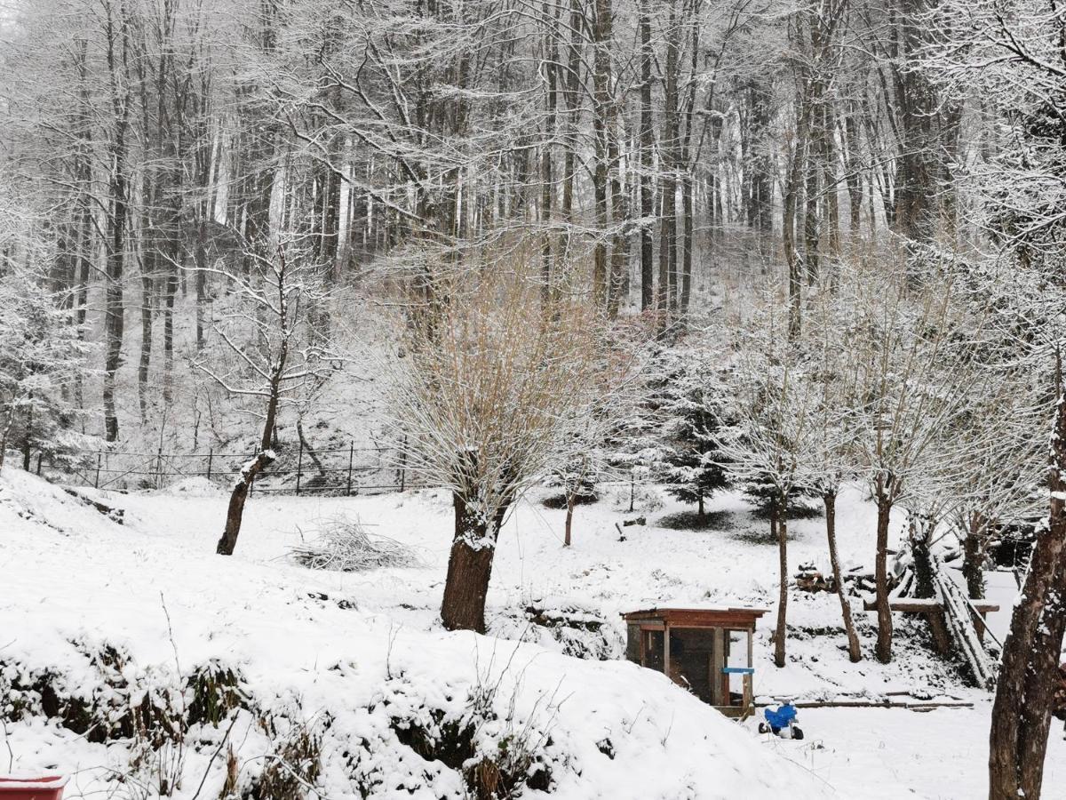 Soho Lodge Rasnov Zewnętrze zdjęcie